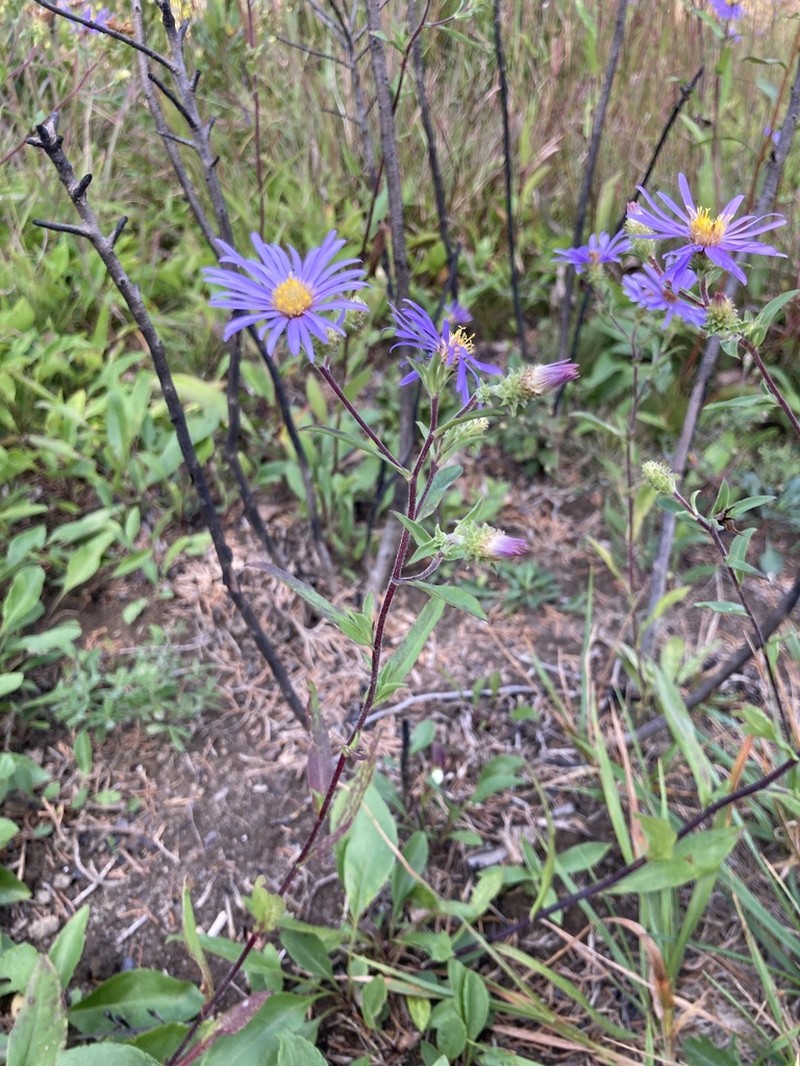 Eastern Showy Aster photo 8