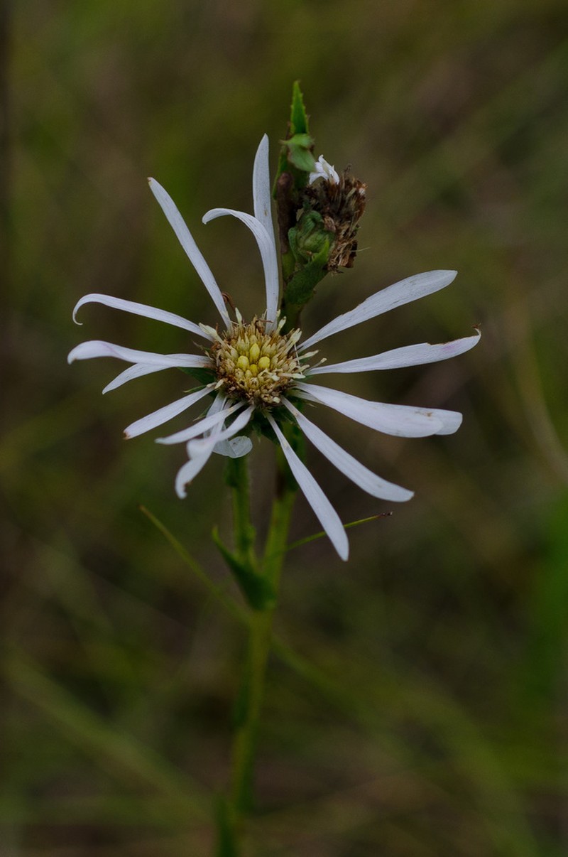 Apalachicola Aster