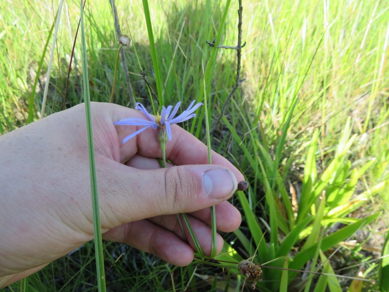 Apalachicola Aster photo 2