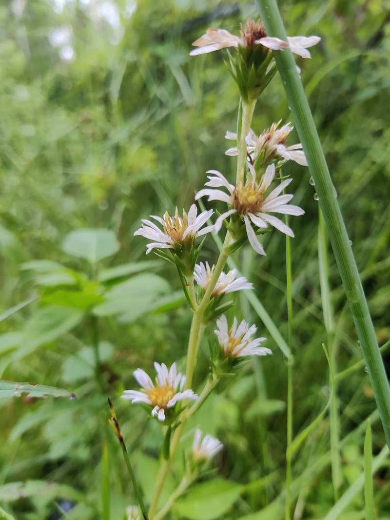 Apalachicola Aster photo 3