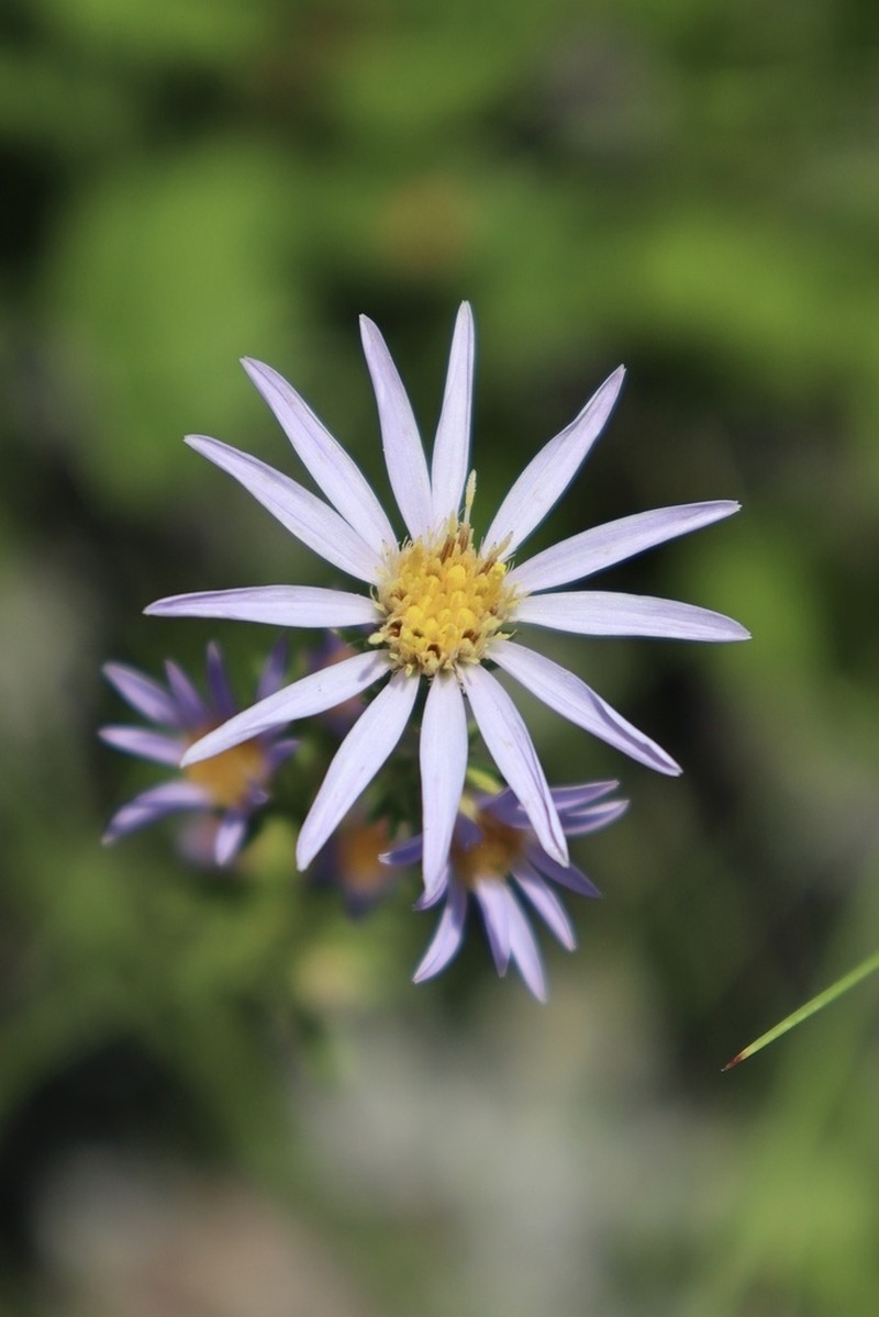 Apalachicola Aster photo 4