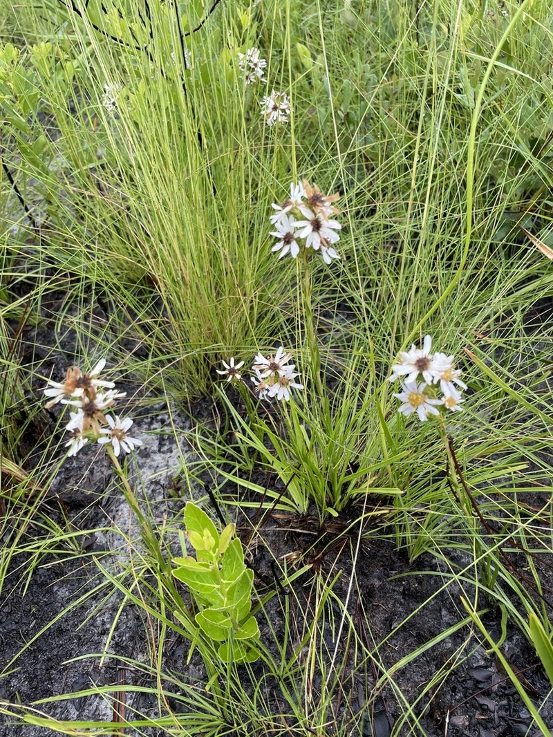 Apalachicola Aster photo 5