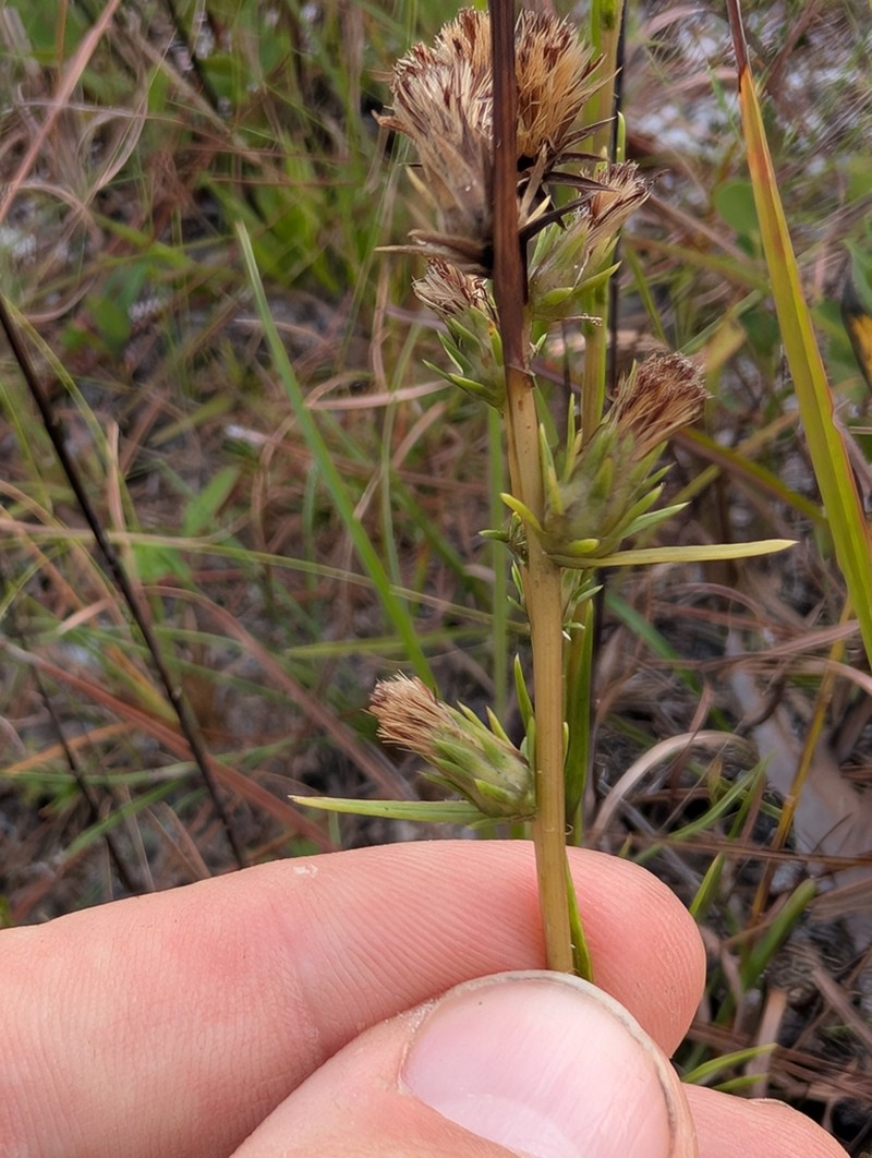 Apalachicola Aster photo 6