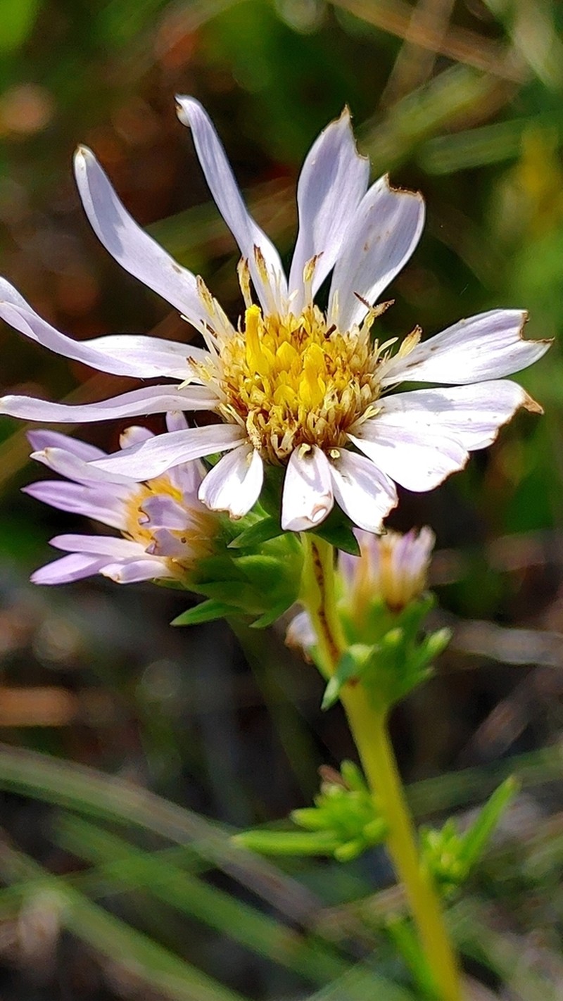 Apalachicola Aster photo 7