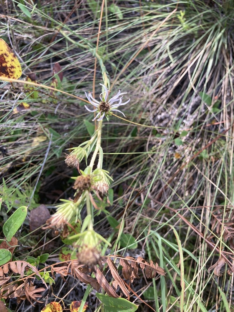 Apalachicola Aster photo 8