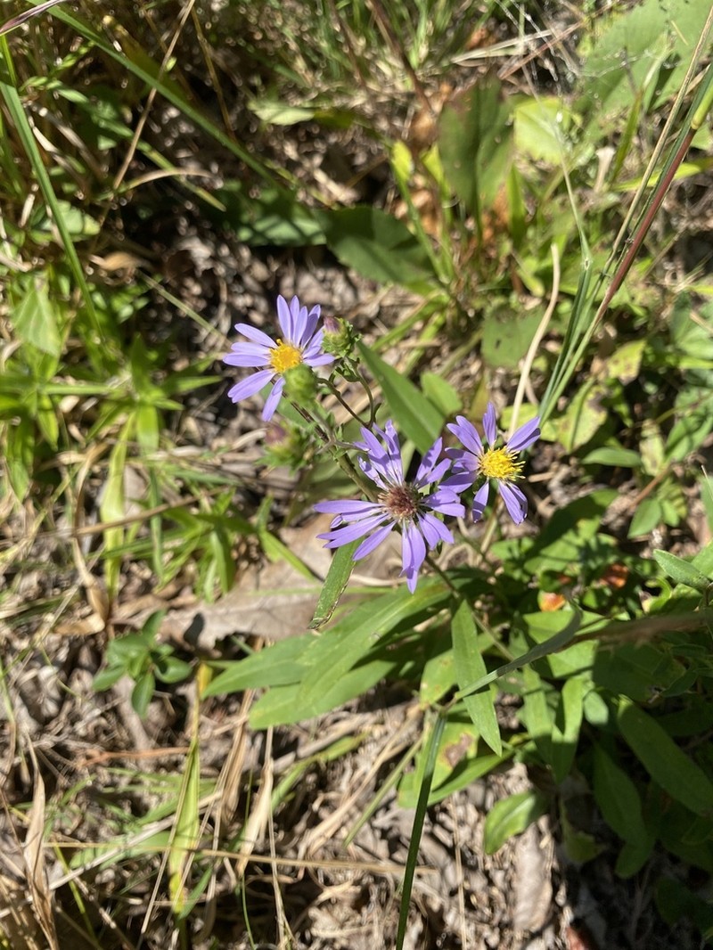 Creeping Aster