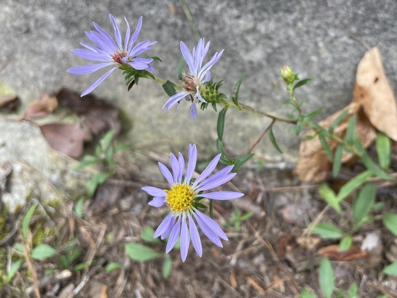 Creeping Aster photo 2