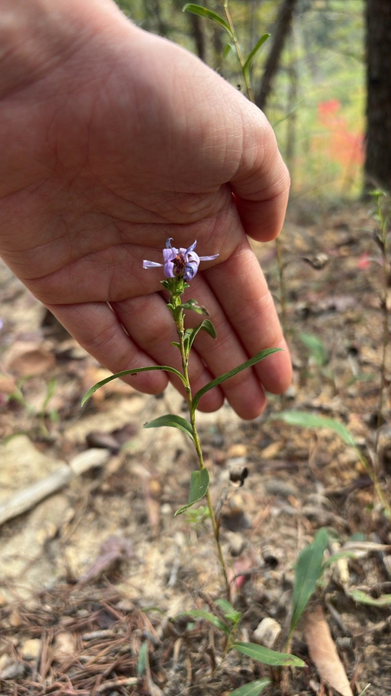 Creeping Aster photo 3