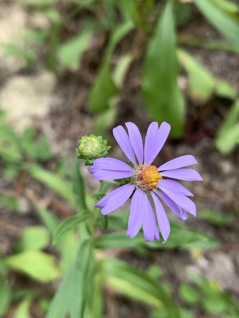 Creeping Aster photo 4