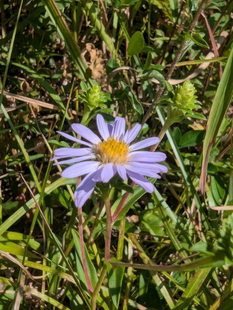Creeping Aster photo 5