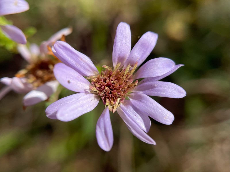 Creeping Aster photo 7