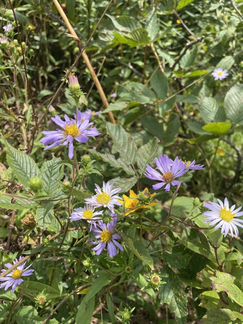 Creeping Aster photo 8