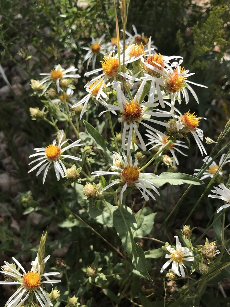 Wasatch Aster