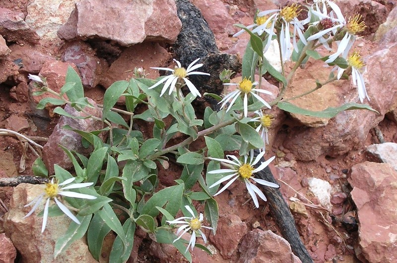 Wasatch Aster photo 2