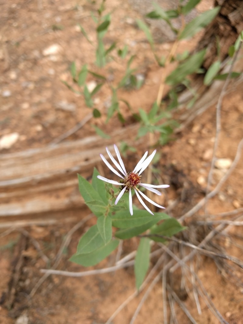 Wasatch Aster photo 3