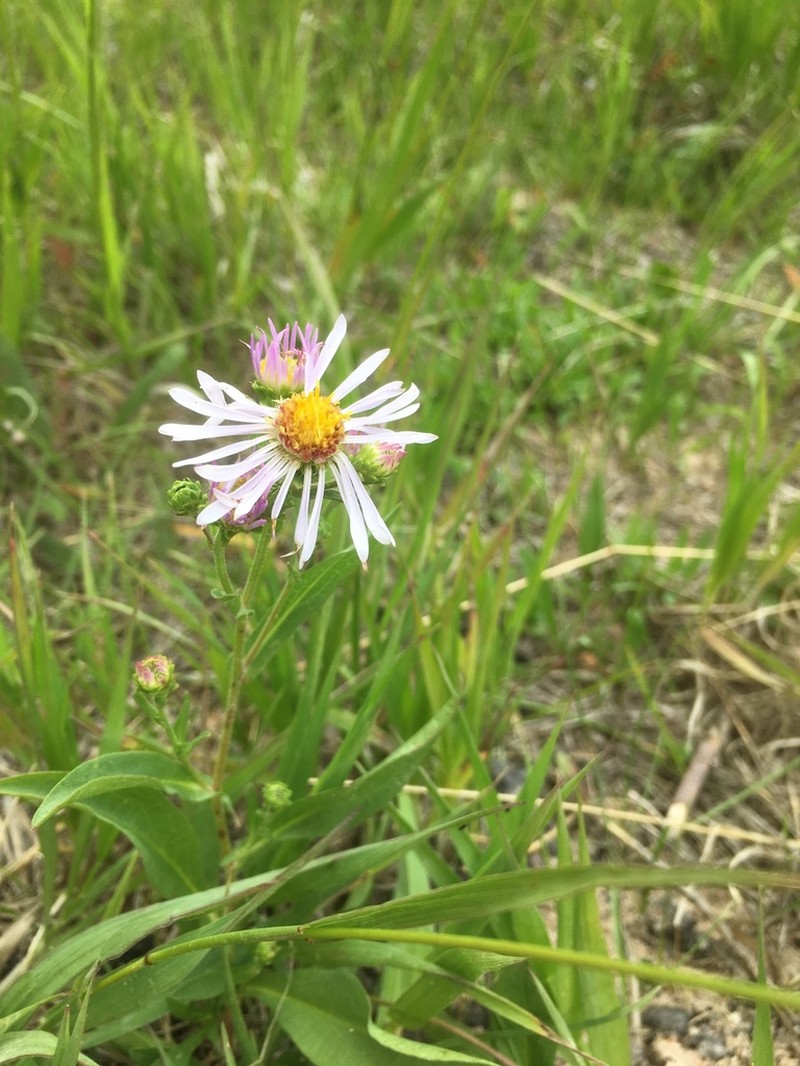 Wasatch Aster photo 4