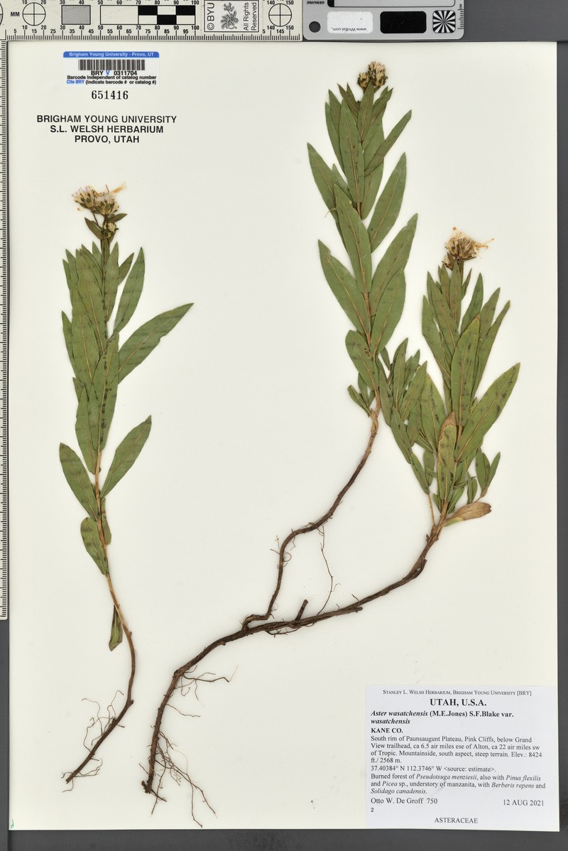 Wasatch Aster photo 5