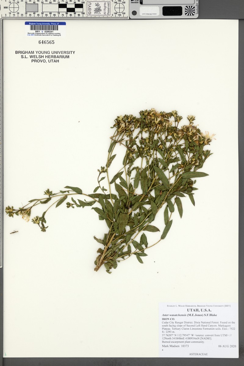 Wasatch Aster photo 6