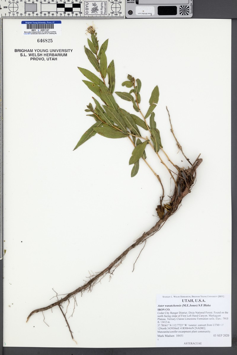 Wasatch Aster photo 7