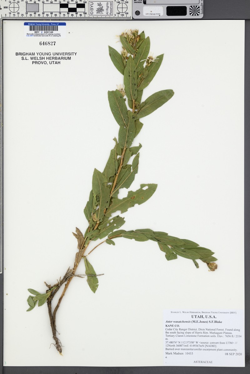Wasatch Aster photo 8