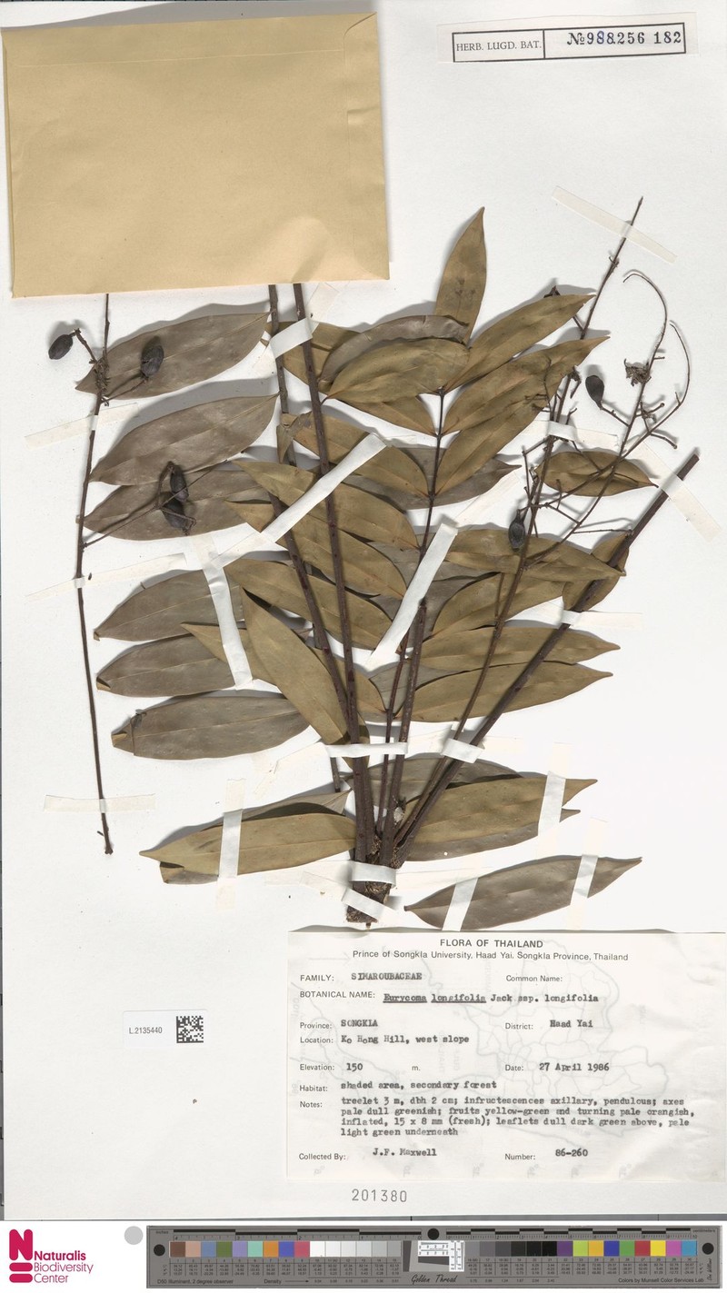Eurycoma longifolia subsp. longifolia