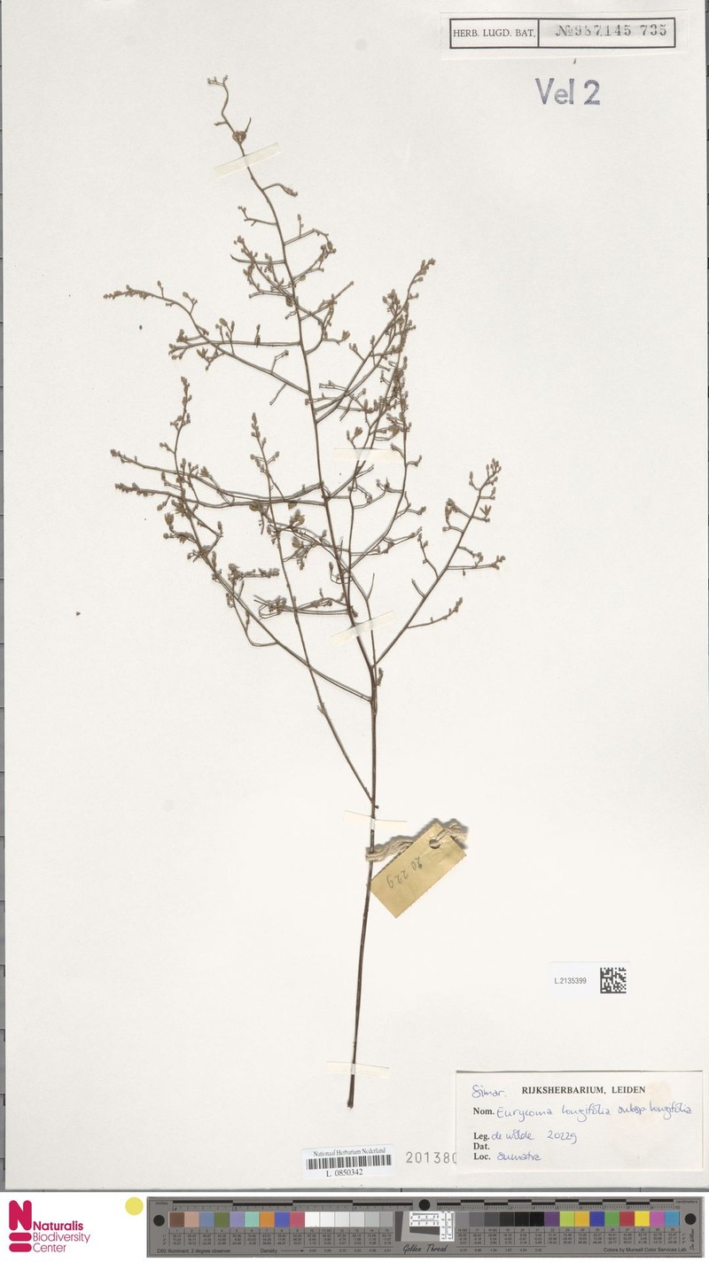 Eurycoma longifolia subsp. longifolia photo 2