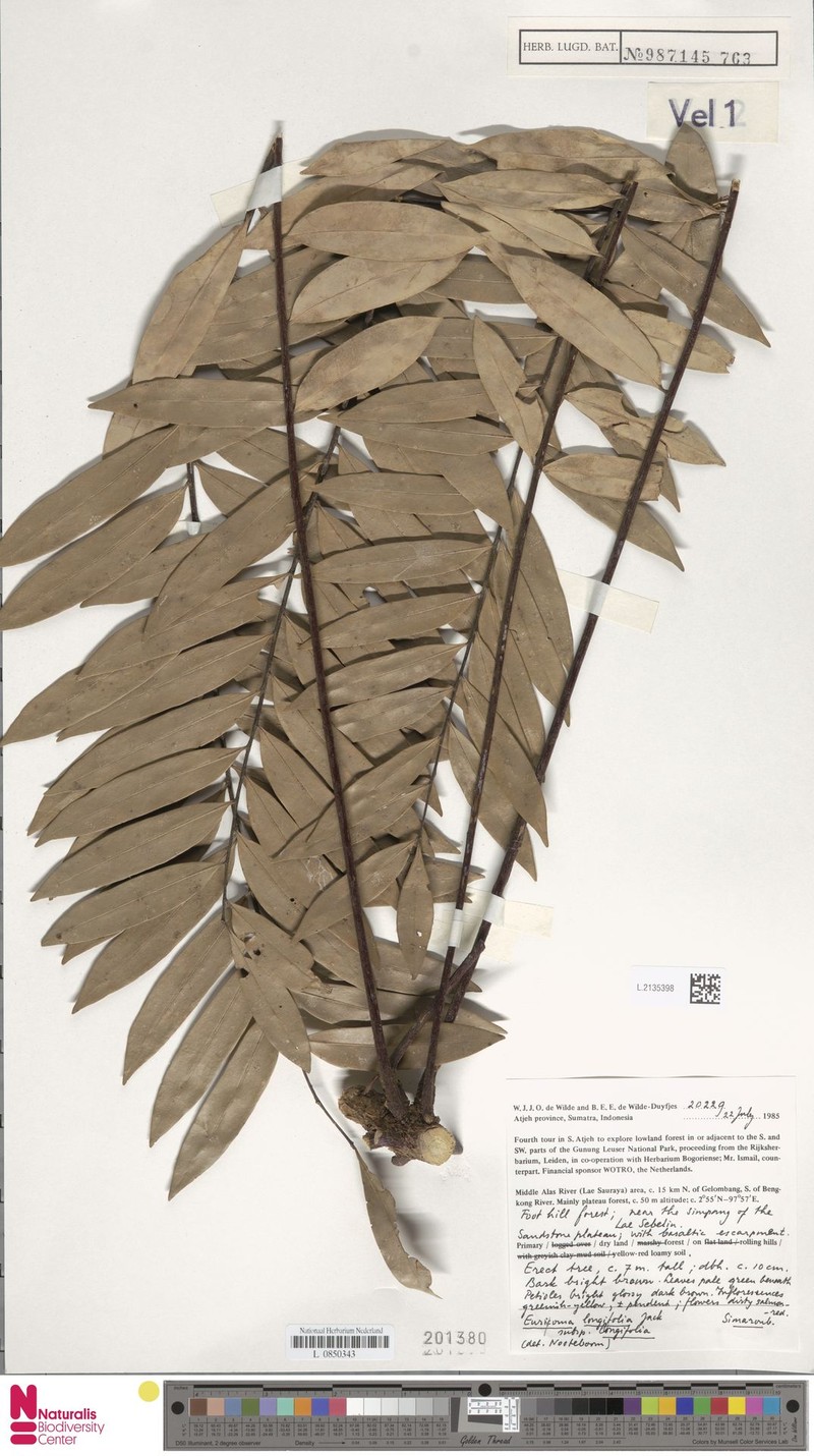 Eurycoma longifolia subsp. longifolia photo 3