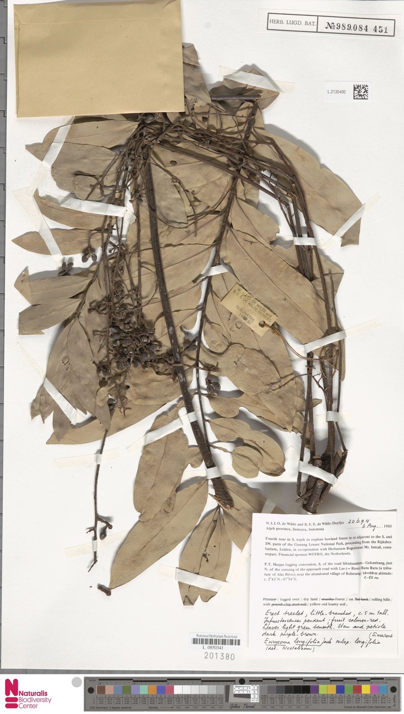 Eurycoma longifolia subsp. longifolia photo 4