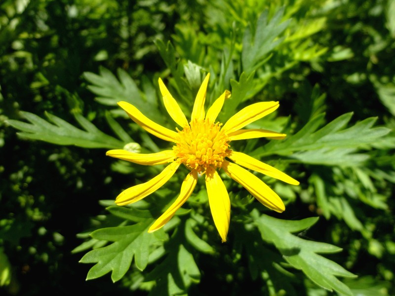 Bull's Eye photo 3