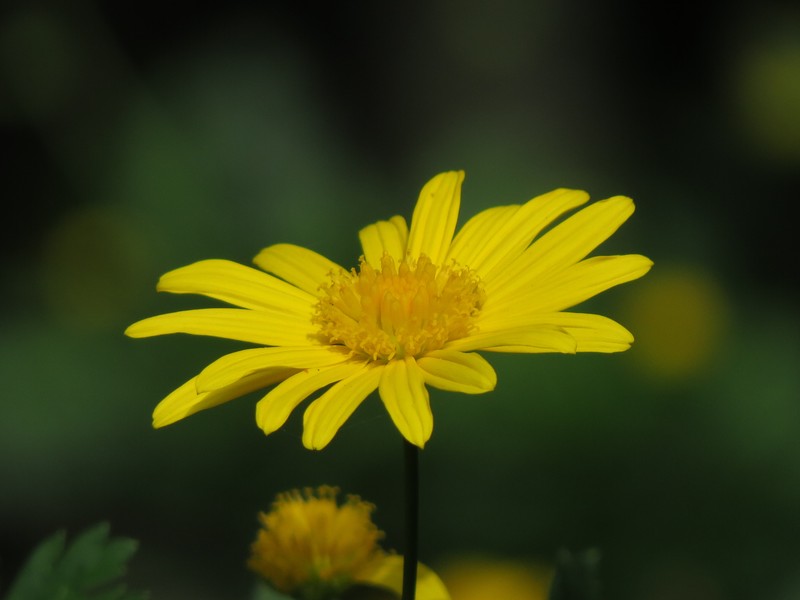 Bull's Eye photo 4