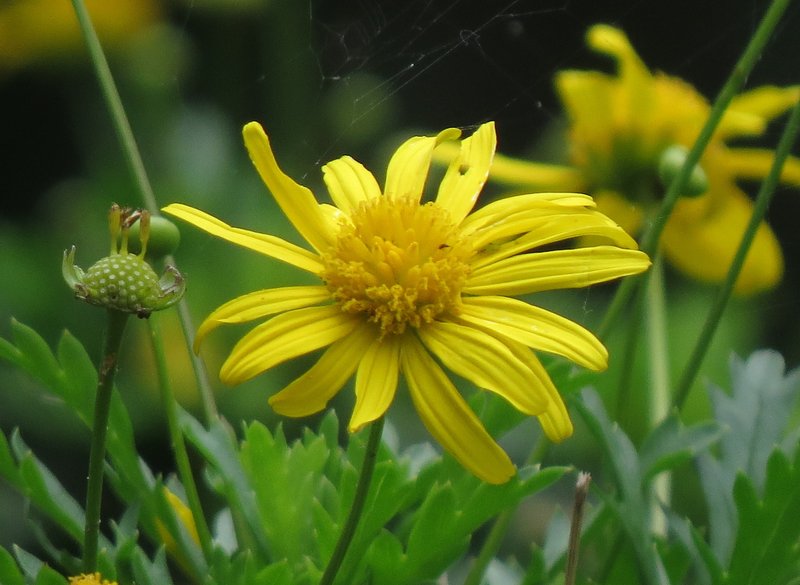 Bull's Eye photo 5