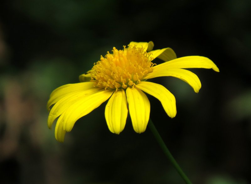 Bull's Eye photo 6