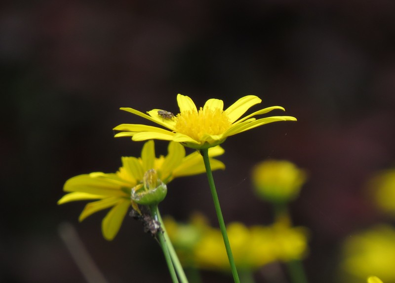 Bull's Eye photo 8