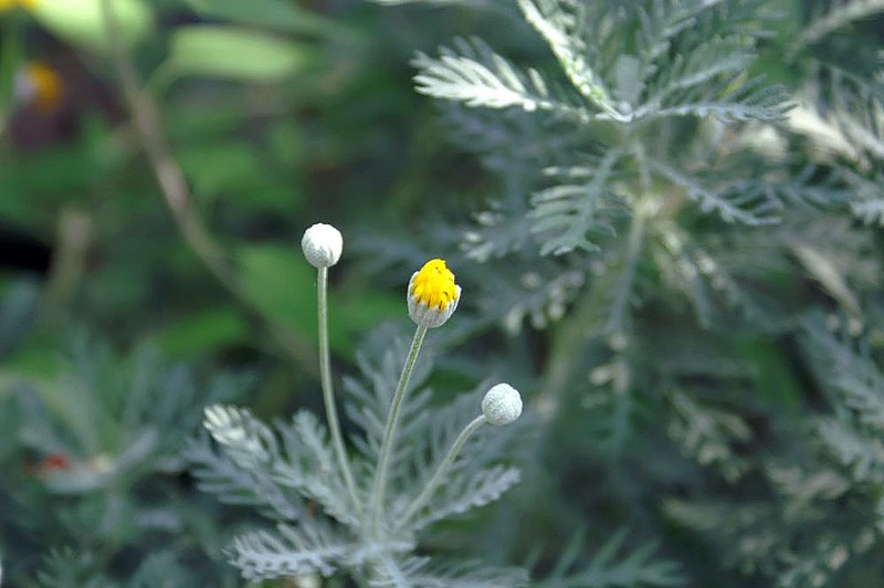 Hawk's Eye photo 3