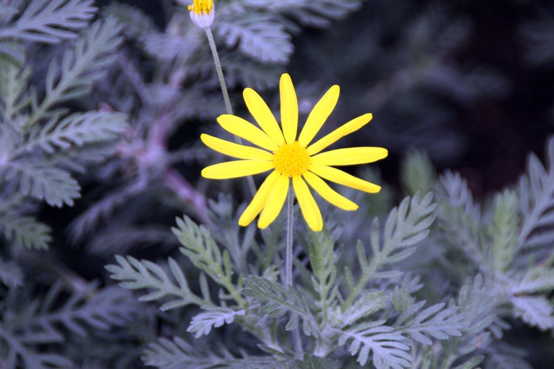 Hawk's Eye photo 8
