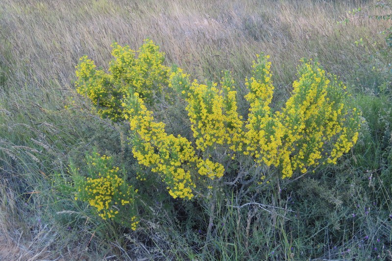 Euryops subcarnosus subsp. vulgaris