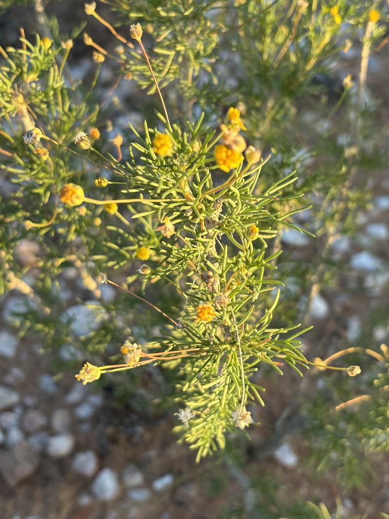 Euryops subcarnosus subsp. vulgaris photo 2