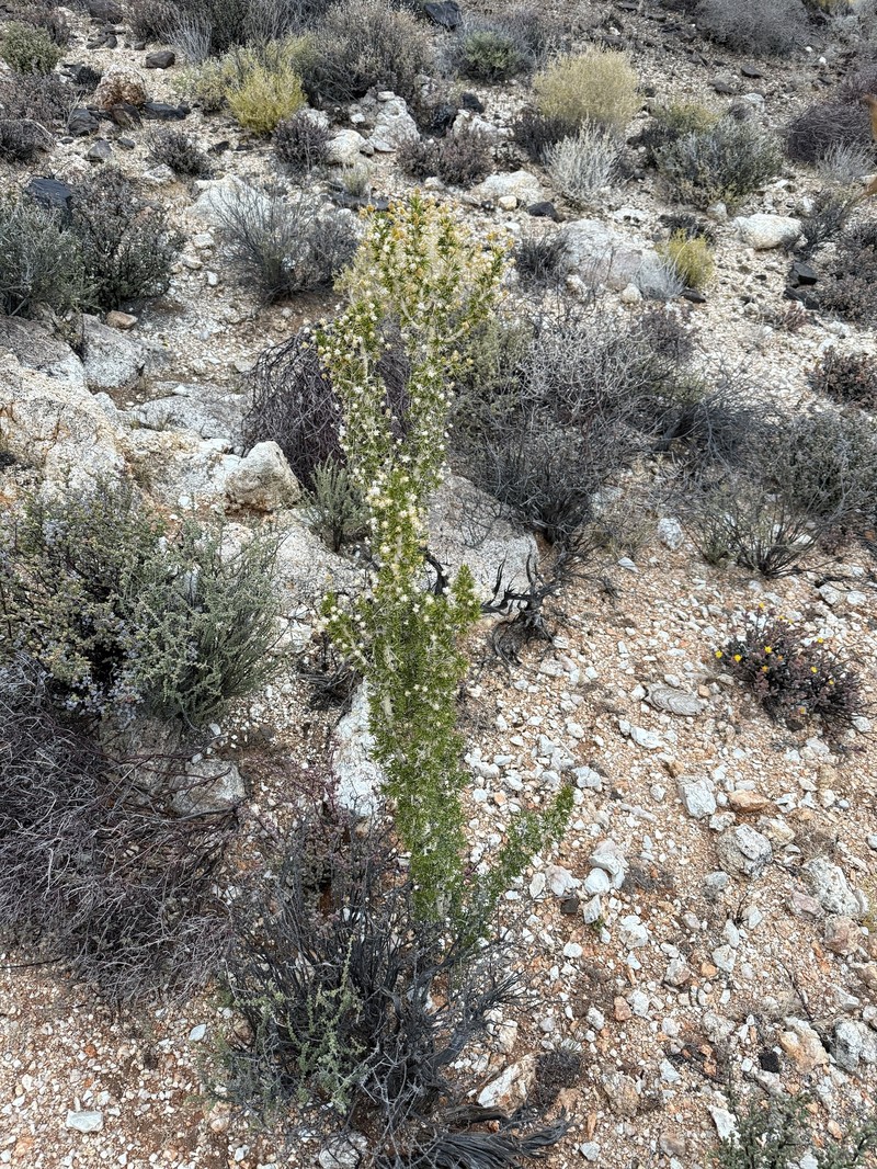 Euryops subcarnosus subsp. vulgaris photo 3