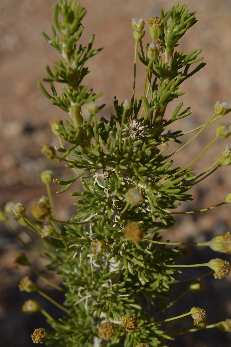 Euryops subcarnosus subsp. vulgaris photo 4