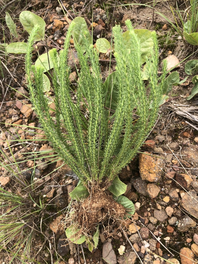 Euryops transvaalensis subsp. setilobus