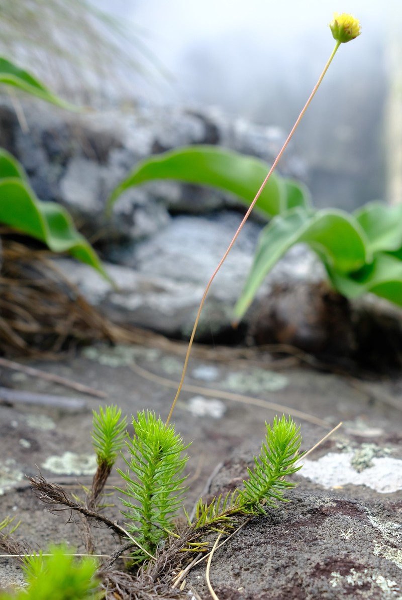 Euryops transvaalensis subsp. setilobus photo 2