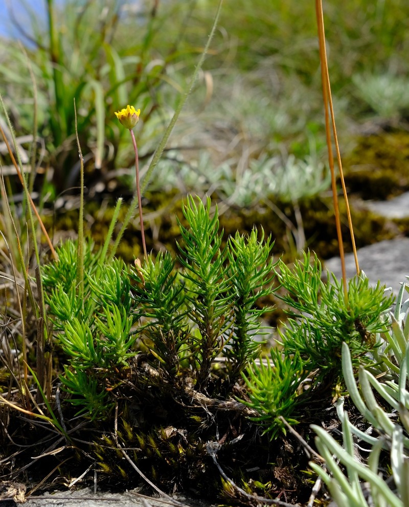 Euryops transvaalensis subsp. setilobus photo 3
