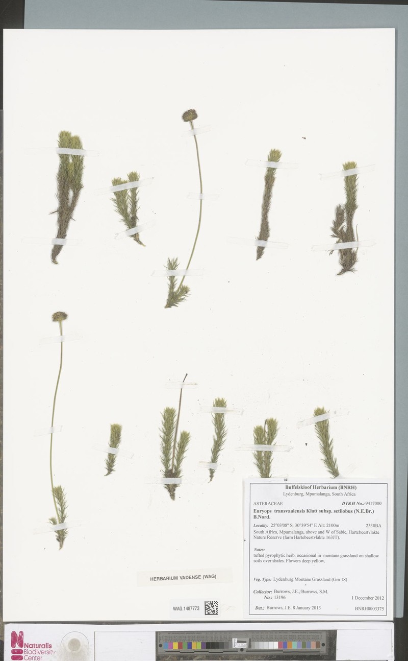 Euryops transvaalensis subsp. setilobus photo 4
