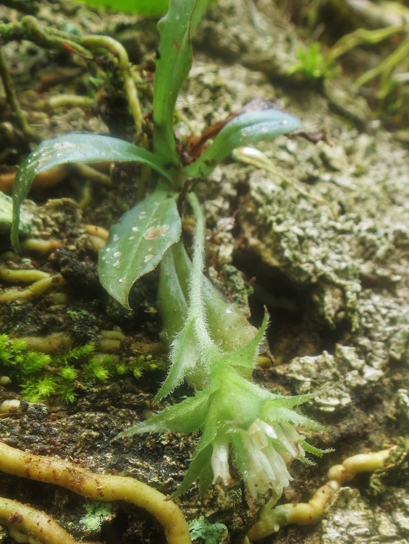 Custard Orchid