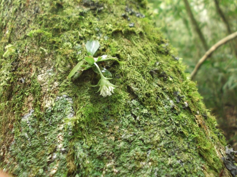 Custard Orchid photo 2