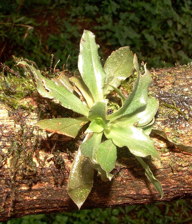 Custard Orchid photo 7