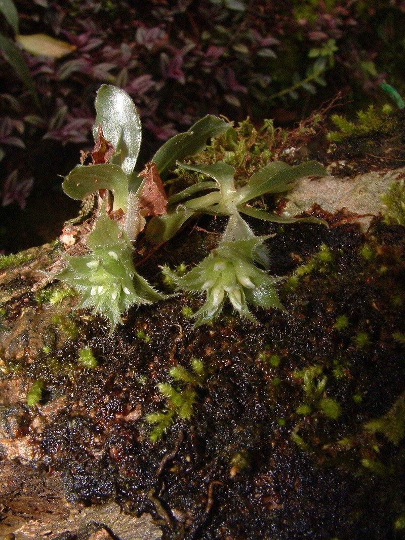 Custard Orchid photo 8