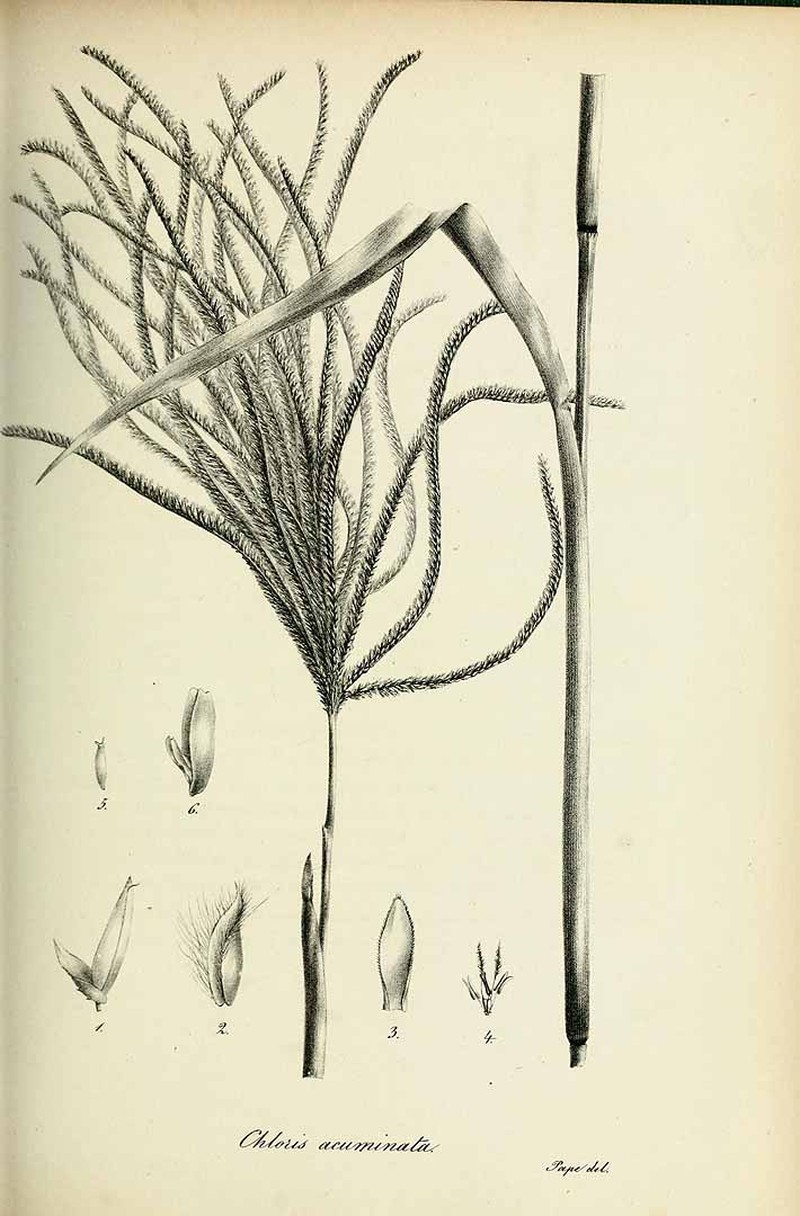 Weeping Fingergrass photo 2
