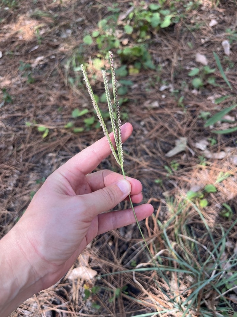 Twospike Fingergrass