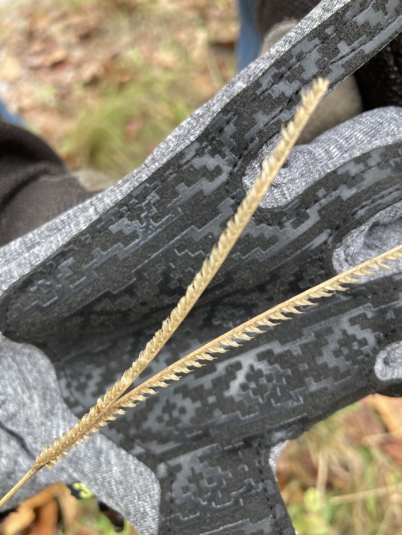 Twospike Fingergrass photo 2